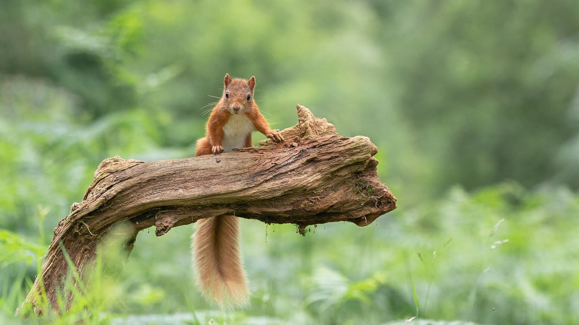 勇士队与AI公司合作分析对手战术倾向,勇士球队合影
