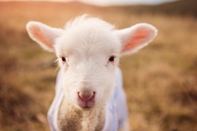 开云在线直播-_森林狼保持冲击季后赛的良好势头_，森林狼下赛季